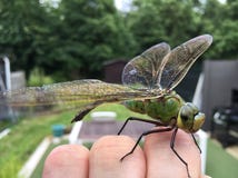 Dragonfly в наличии стоковая фотография rf Dragonfly в наличии стоковая фотография rf