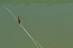 Dragonfly, вади Bani Khalid стоковое изображение Dragonfly, вади Bani Khalid стоковое изображение