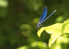 Dragonfly греясь в солнце на листьях около бассейнов обозревая водопад Kravica стоковое изображение rf Dragonfly греясь в солнце на листьях около бассейнов обозревая водопад Kravica стоковое изображение rf
