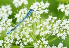 Dragonfly сидя на стержне завода стоковые изображения Dragonfly сидя на стержне завода стоковые изображения