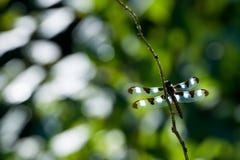 Dragonfly’s-Flügeldetail mit interessantem Hintergrund lizenzfreie stockbilder Dragonfly’s-Flügeldetail mit interessantem Hintergrund lizenzfreie stockbilder
