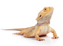 Dragón barbudo imágenes de archivo libres de regalías Dragón barbudo imágenes de archivo libres de regalías