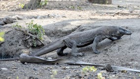 Dragón de Komodo, parque nacional de Komodo, sitio del patrimonio mundial fotografía de archivo libre de regalías Dragón de Komodo, parque nacional de Komodo, sitio del patrimonio mundial fotografía de archivo libre de regalías