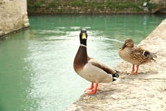 Drake и утка на крепостных стенах в Sirmione, Италии стоковое изображение rf Drake и утка на крепостных стенах в Sirmione, Италии стоковое изображение rf