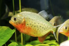 Drapieżcza pirani ryba w akwarium, Ukrein 2018 fotografia stock Drapieżcza pirani ryba w akwarium, Ukrein 2018 fotografia stock