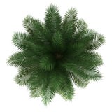 Draufsicht der chilenischen WeinPalme trennte stock abbildung Draufsicht der chilenischen WeinPalme trennte stock abbildung