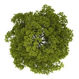 Draufsicht des Norwegen-Ahornholzbaums getrennt auf Weiß Lizenzfreies Stockfoto Draufsicht des Norwegen-Ahornholzbaums getrennt auf Weiß Lizenzfreies Stockfoto