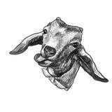 Drawing goat head sticking tongue out isolated on white. Background,vector illustration Stock Images Drawing goat head sticking tongue out isolated on white. Background,vector illustration Stock Images