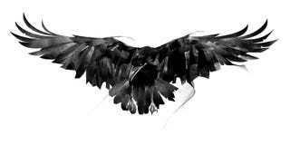 Flying Crow Stock Photos - Royalty Free Pictures