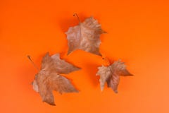 Dray fallen leaves isolated on orange background royalty free stock photography Dray fallen leaves isolated on orange background royalty free stock photography