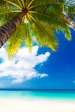Dream Scene. Beautiful Palm Tree Over White Sand Beach. Summer N Royalty Free Stock Image Dream Scene. Beautiful Palm Tree Over White Sand Beach. Summer N Royalty Free Stock Image