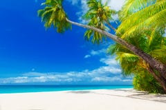 Dream Scene. Beautiful Palm Tree Over White Sand Beach. Summer N Stock Image Dream Scene. Beautiful Palm Tree Over White Sand Beach. Summer N Stock Image