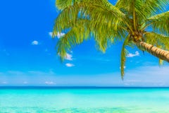 Dream Scene. Beautiful Palm Tree Over White Sand Beach. Summer N Stock Photo Dream Scene. Beautiful Palm Tree Over White Sand Beach. Summer N Stock Photo