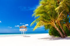 Dream scene. Beautiful palm tree over white sand beach. Summer n royalty free stock images Dream scene. Beautiful palm tree over white sand beach. Summer n royalty free stock images
