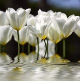 Dream Tulips Royalty Free Stock Photography Dream Tulips Royalty Free Stock Photography