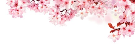 Dreamy cherry blossoms isolated on white