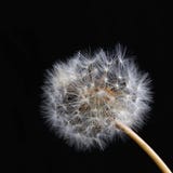 Dreamy dandelion macro royalty free stock photos Dreamy dandelion macro royalty free stock photos