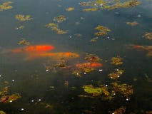 Drei koi Fische in einem Teich im Frühjahr schwimmend stockbilder Drei koi Fische in einem Teich im Frühjahr schwimmend stockbilder