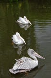 Drei rosa unterstützte Pelikane, die auf einem See schwimmen stockfotos Drei rosa unterstützte Pelikane, die auf einem See schwimmen stockfotos