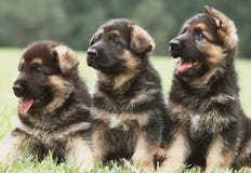 Drei Schäferhundwelpen Drei Schäferhundwelpen