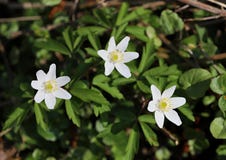 Drei weiße Blumen des Frühlinges, Makrofoto stockfoto Drei weiße Blumen des Frühlinges, Makrofoto stockfoto