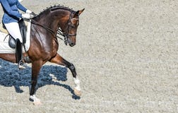 Dressage Horse And Rider In Black Uniform Stock Image