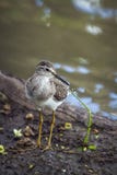 Drewniany Sandpiper w Mapungubwe parku narodowym, Południowa Afryka zdjęcia stock Drewniany Sandpiper w Mapungubwe parku narodowym, Południowa Afryka zdjęcia stock