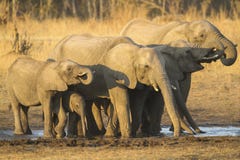 Dricka för flock för afrikansk elefant fotografering för bildbyråer Dricka för flock för afrikansk elefant fotografering för bildbyråer