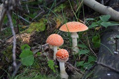 Drie giftige paddestoelen stock afbeelding Drie giftige paddestoelen stock afbeelding