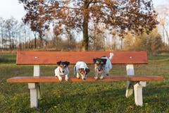 Drie honden die van een parkbank springen Een klein pak van Jack Russell Terrier stock foto's Drie honden die van een parkbank springen Een klein pak van Jack Russell Terrier stock foto's