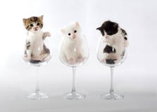 Drie katjes in wijnglazen op een lichte achtergrond stock afbeeldingen Drie katjes in wijnglazen op een lichte achtergrond stock afbeeldingen