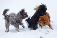 Drie leuke honden in de sneeuw royalty-vrije stock fotografie Drie leuke honden in de sneeuw royalty-vrije stock fotografie