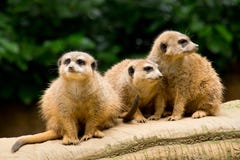 Drie meercats stock fotografie Drie meercats stock fotografie