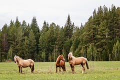 Drie mooie paarden die in een bosweide in de zomer weiden Royalty-vrije Stock Foto's Drie mooie paarden die in een bosweide in de zomer weiden Royalty-vrije Stock Foto's