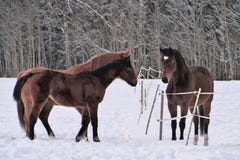 Drie paarden die de winterlagen in sneeuw behandelde paddock dragen royalty-vrije stock afbeeldingen Drie paarden die de winterlagen in sneeuw behandelde paddock dragen royalty-vrije stock afbeeldingen