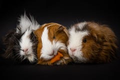 Drie proefkonijnen die een wortel eten stock foto Drie proefkonijnen die een wortel eten stock foto