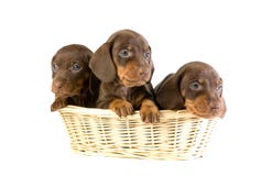 Drie puppy in een mand royalty-vrije stock afbeelding Drie puppy in een mand royalty-vrije stock afbeelding