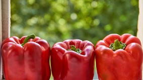 Drie rode groene paprika dichte omhooggaand op vage kleurrijke groene achtergrond met exemplaarruimte Groene paprika op vage groe Royalty-vrije Stock Foto Drie rode groene paprika dichte omhooggaand op vage kleurrijke groene achtergrond met exemplaarruimte Groene paprika op vage groe Royalty-vrije Stock Foto