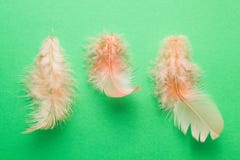 Drie roze veren van een paradijsvogel op een groene achtergrond stock afbeelding Drie roze veren van een paradijsvogel op een groene achtergrond stock afbeelding