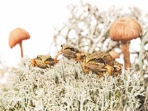 Drie uiterst kleine kikkers op rendierkorstmos tussen twee paddestoelen stock afbeeldingen Drie uiterst kleine kikkers op rendierkorstmos tussen twee paddestoelen stock afbeeldingen