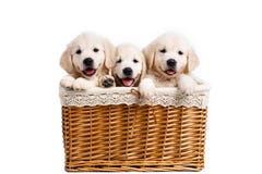 Drie wit Labrador puppy in een rieten mand Royalty-vrije Stock Fotografie Drie wit Labrador puppy in een rieten mand Royalty-vrije Stock Fotografie
