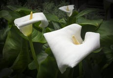 Drie Witte Callas stock foto's Drie Witte Callas stock foto's