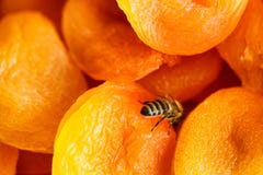 Dried apricot, dried apricots close-up view from the top royalty free stock photo Dried apricot, dried apricots close-up view from the top royalty free stock photo