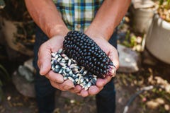 Dried Blue Corn Cob, Maize Of Blue Color In Mexican Hands In Mexico Royalty Free Stock Photo