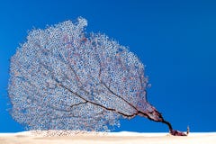 Dried Coral Reef Sea Fan On Sand. Stock Image Dried Coral Reef Sea Fan On Sand. Stock Image