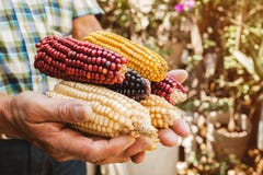 Dried Corn Cob Of Different Colors In Mexican Hands In Mexico Royalty Free Stock Image Dried Corn Cob Of Different Colors In Mexican Hands In Mexico Royalty Free Stock Image