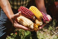 Dried Corn Cob Of Different Colors In Mexican Hands In Mexico Royalty Free Stock Photos
