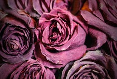 Dried Dead Flowers Red Rose. Wilted Roses. Dried Dead Flowers Red Rose. Wilted Roses.