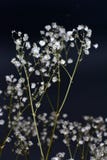 Dried decorative white common Gypsophila paniculata flower herb bouquet stock photos Dried decorative white common Gypsophila paniculata flower herb bouquet stock photos