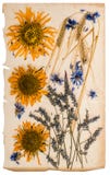 Dried flowers on aged paper sheet. herbarium of sunflowers, corn royalty free stock photo Dried flowers on aged paper sheet. herbarium of sunflowers, corn royalty free stock photo